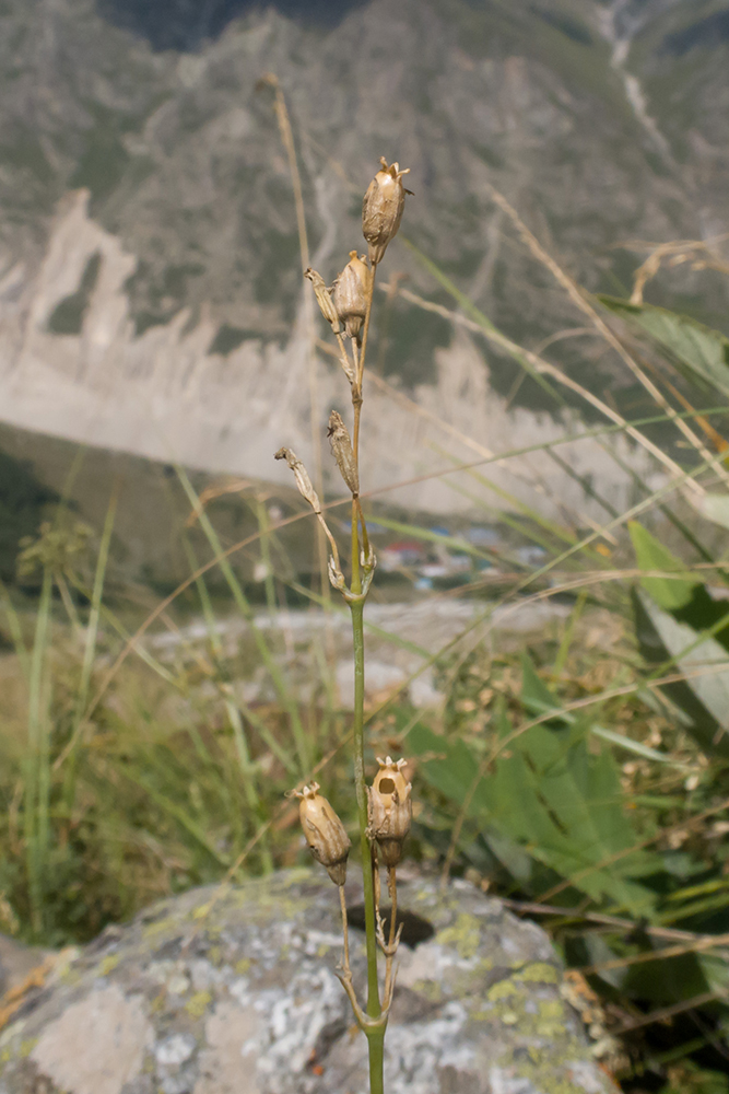 Image of Silene saxatilis specimen.