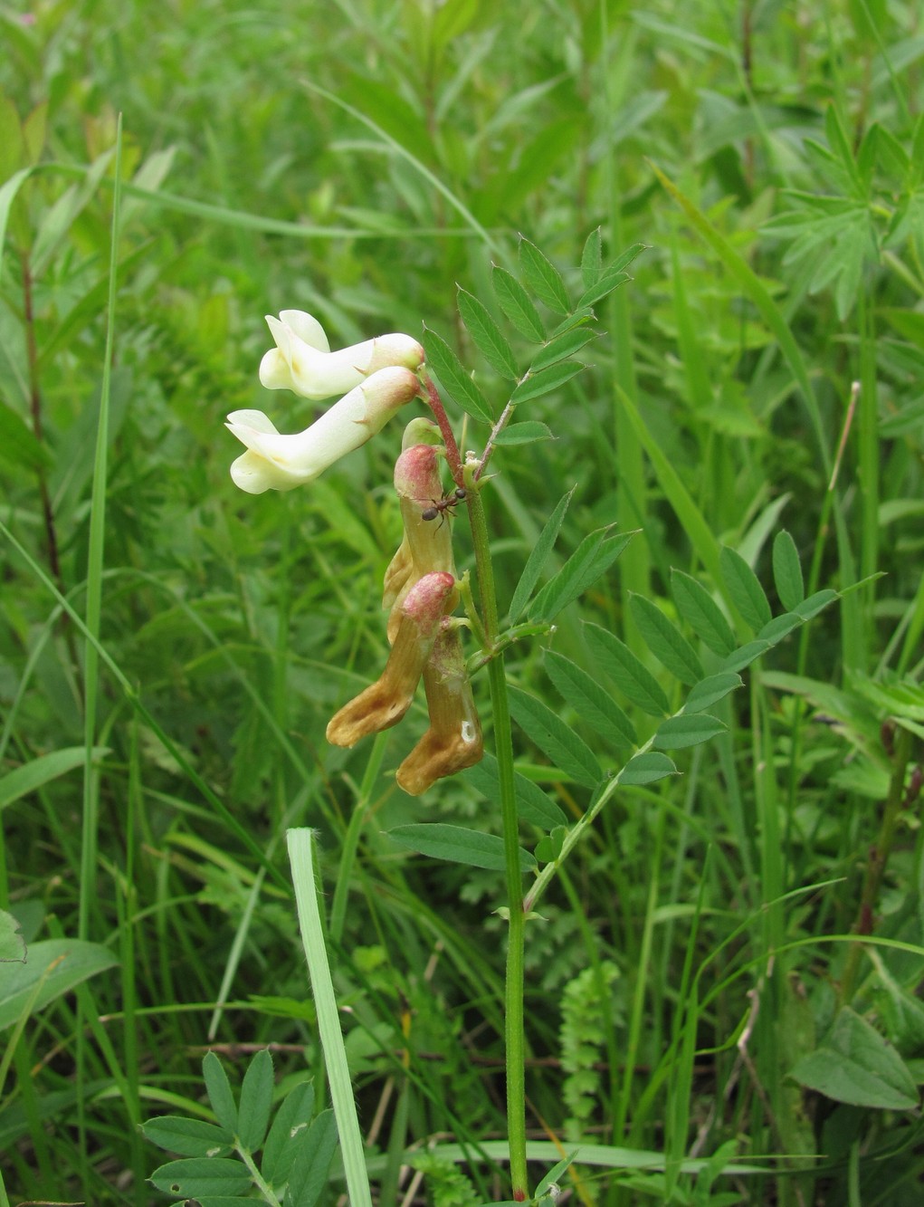 Image of Vicia abbreviata specimen.