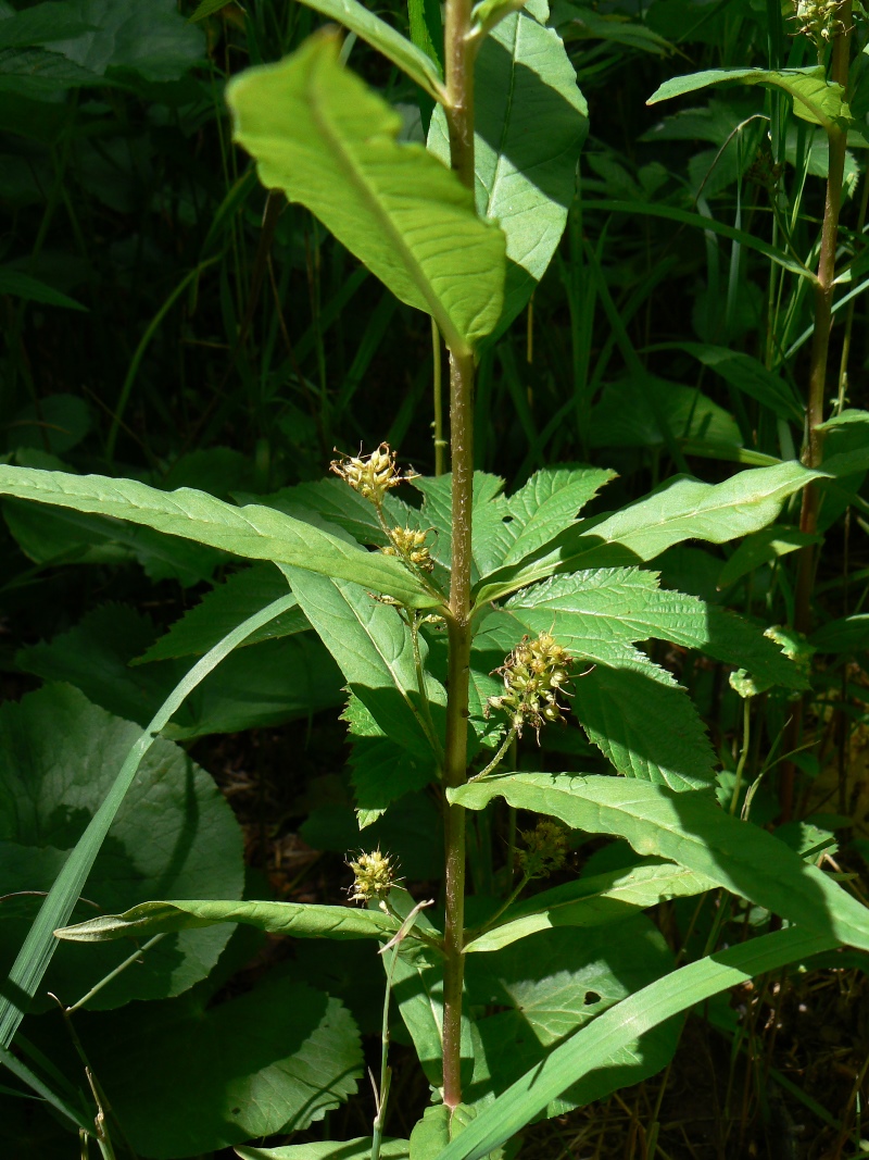 Изображение особи Naumburgia thyrsiflora.