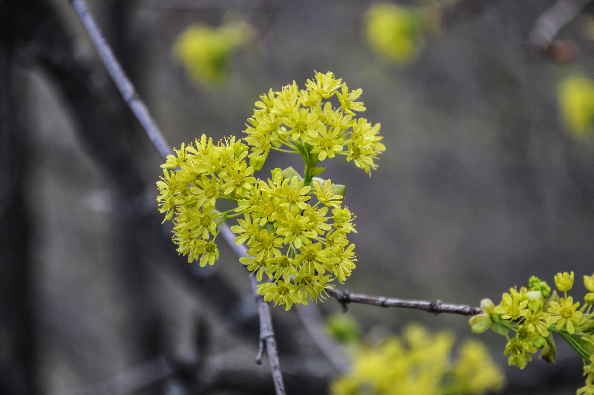 Image of Acer platanoides specimen.