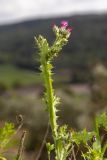Carduus argentatus. Верхушка побега с развивающимися соцветиями. Израиль, окр. Латруна, на вершине холма. 19.03.2022.