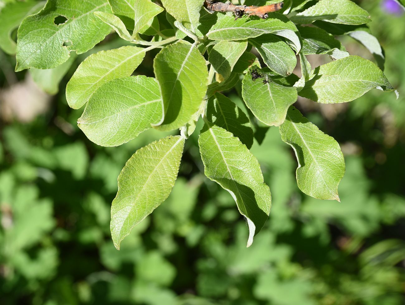 Image of Salix caprea specimen.