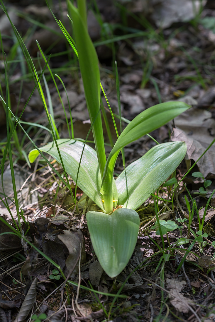 Изображение особи Orchis militaris ssp. stevenii.