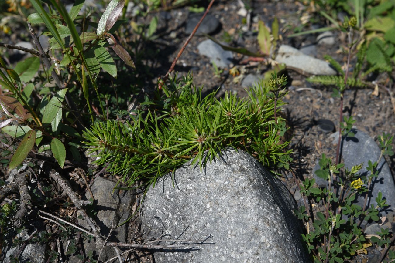 Изображение особи Pinus sylvestris ssp. hamata.