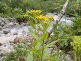 Senecio propinquus. Верхушки цветущих растений. Карачаево-Черкесия, Урупский р-н, Кавказский биосферный заповедник, Имеретинское ущелье, ≈ 1900 м н.у.м., небольшой каменистый островок между двумя рукавами р. Имеретинка (в среднем течении). 26.07.2022.