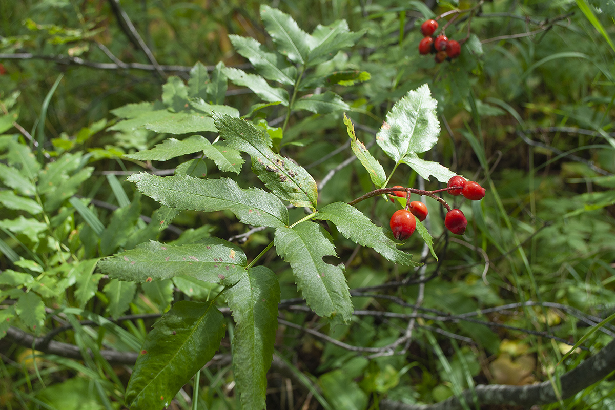 Изображение особи Sorbus sambucifolia.