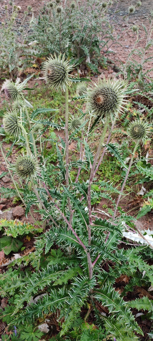 Image of Alfredia nivea specimen.