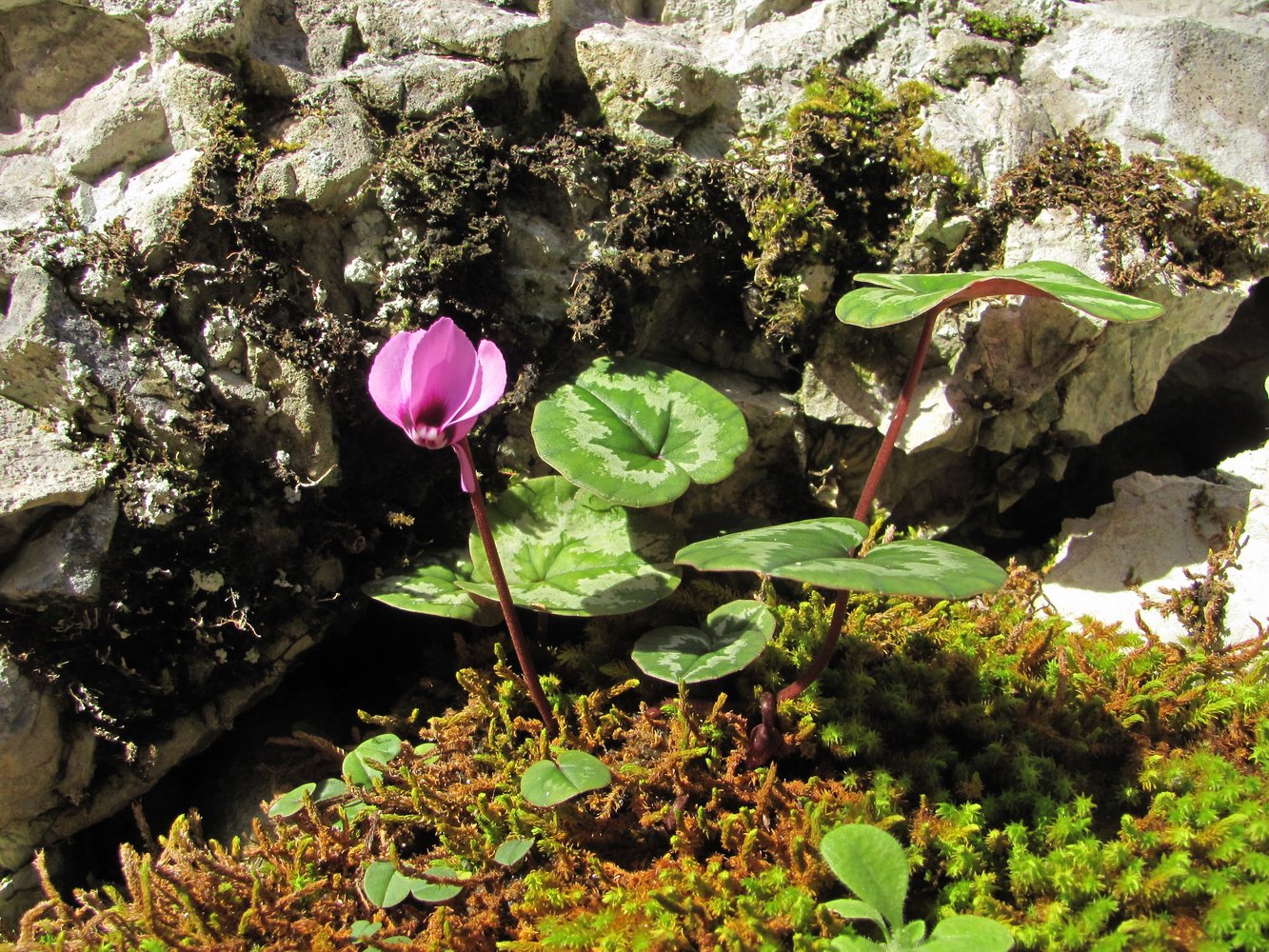 Image of Cyclamen coum specimen.