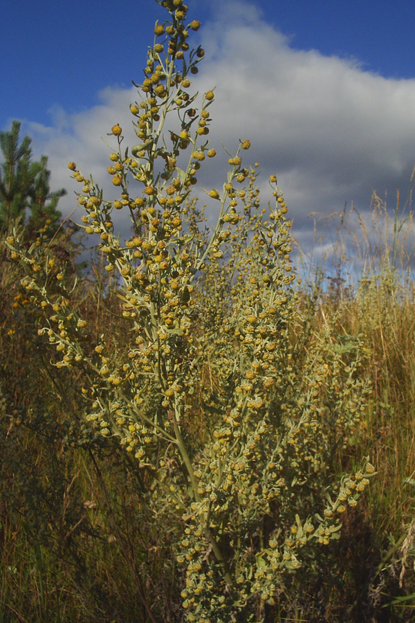 Изображение особи Artemisia sericea.