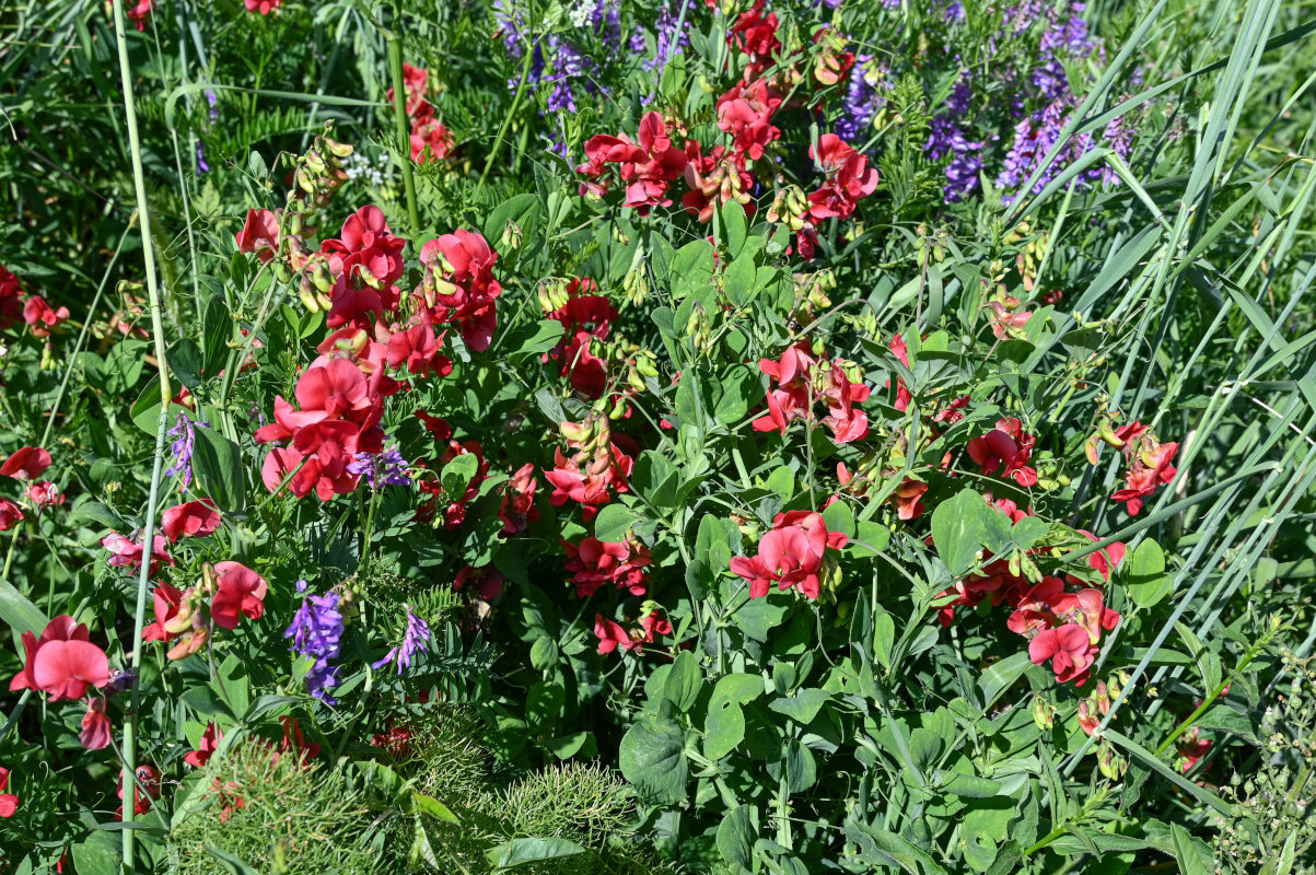 Изображение особи Lathyrus miniatus.