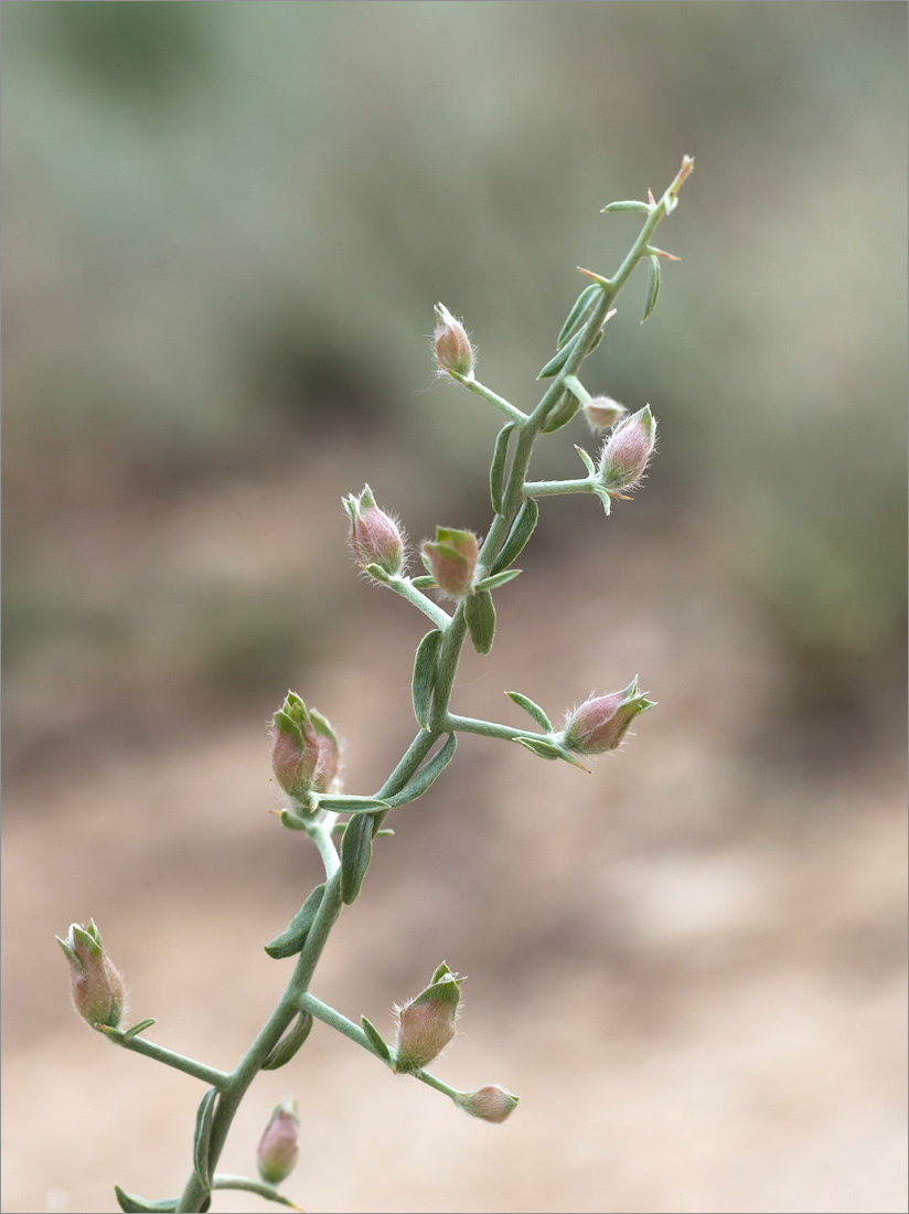 Изображение особи Convolvulus fruticosus.