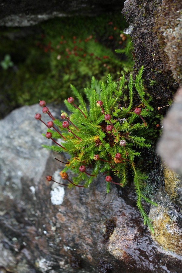 Image of Harrimanella hypnoides specimen.