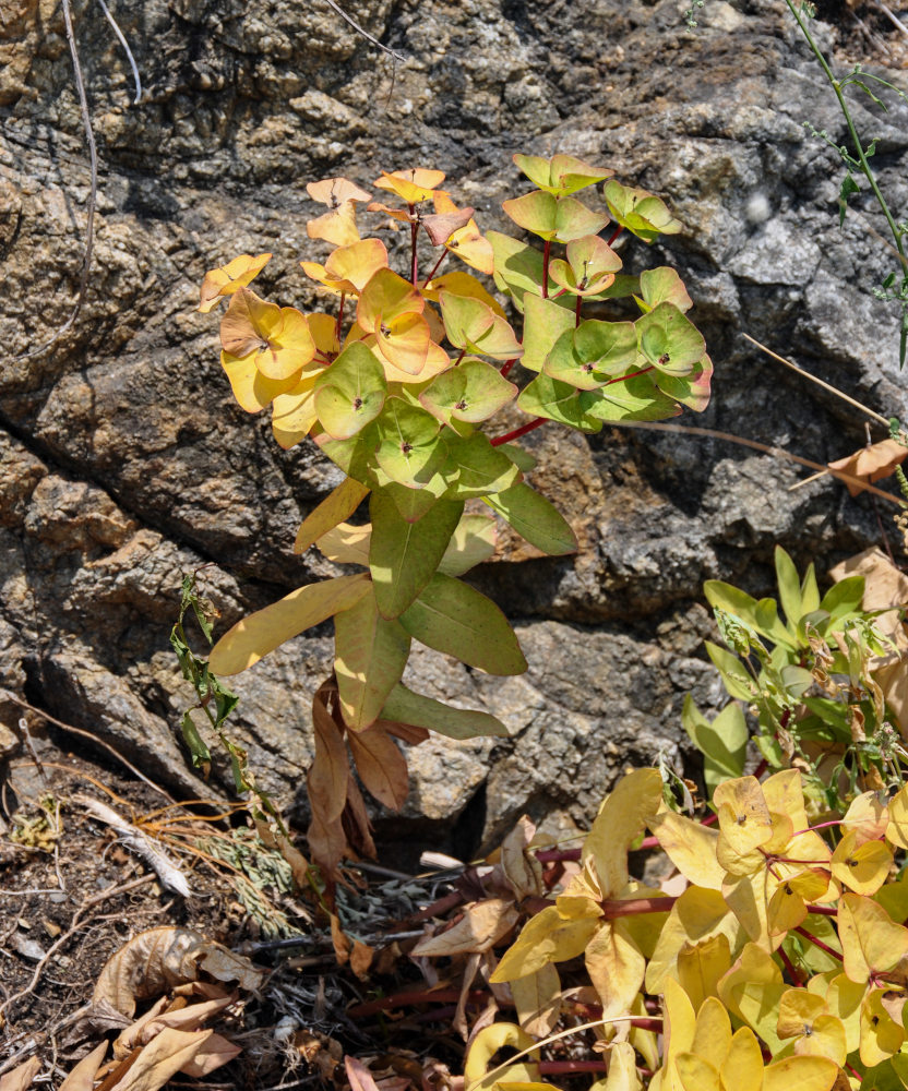 Изображение особи Euphorbia komaroviana.