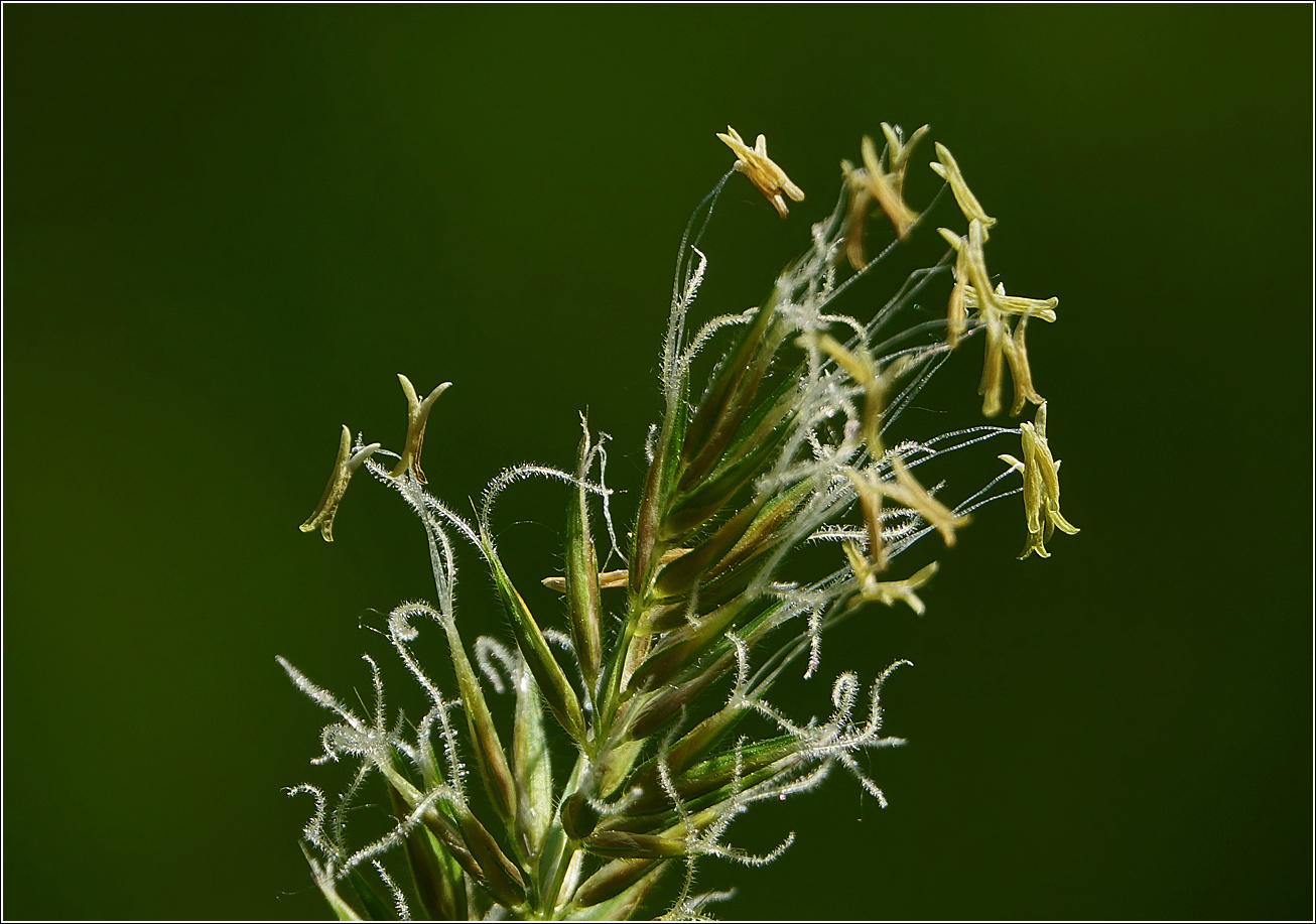 Image of Anthoxanthum odoratum specimen.