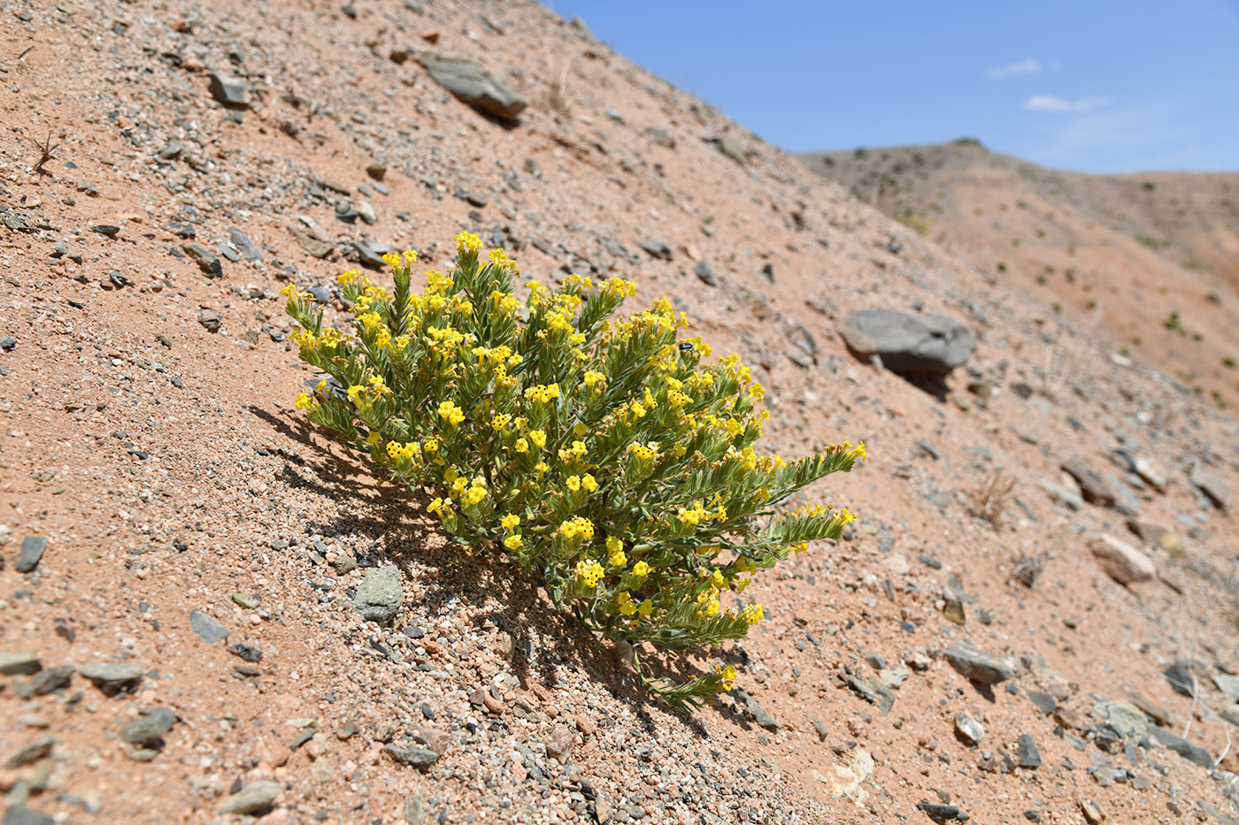 Image of Arnebia guttata specimen.