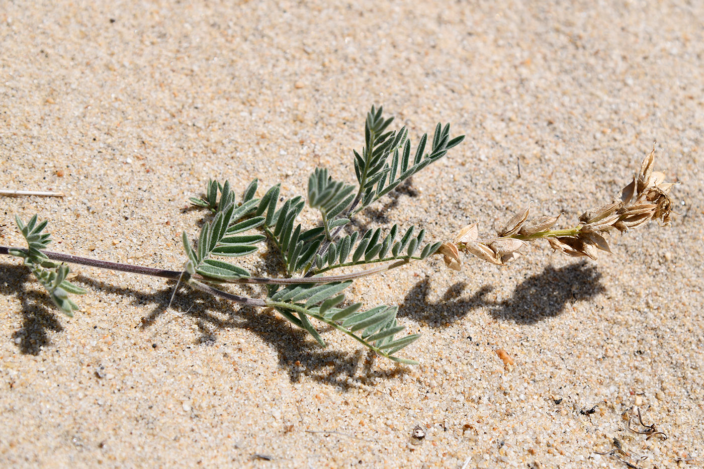 Изображение особи Astragalus olchonensis.