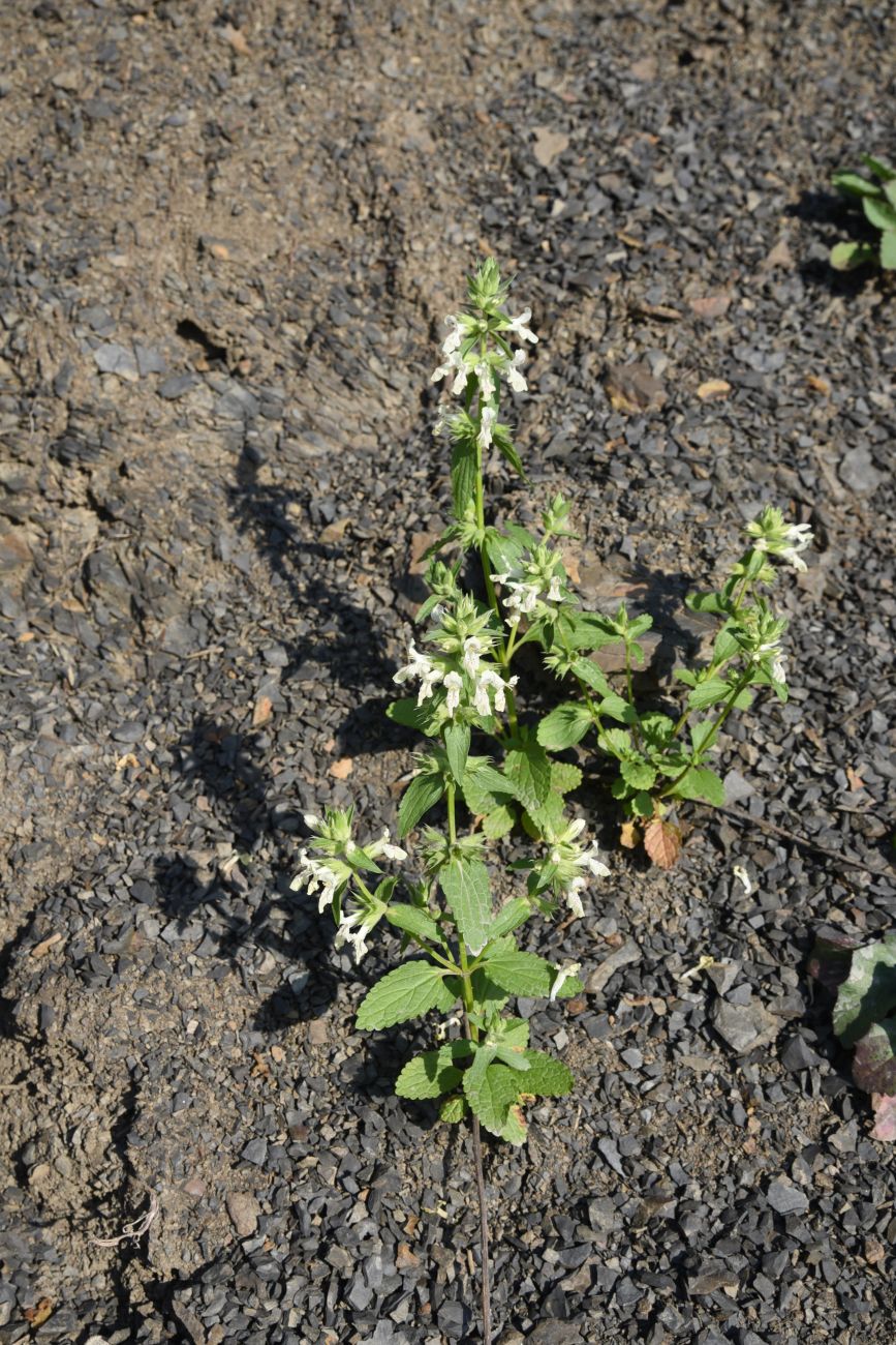 Image of Stachys annua specimen.