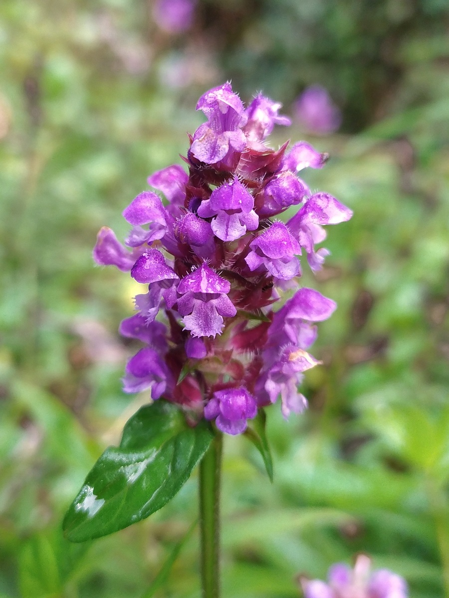 Изображение особи Prunella vulgaris.