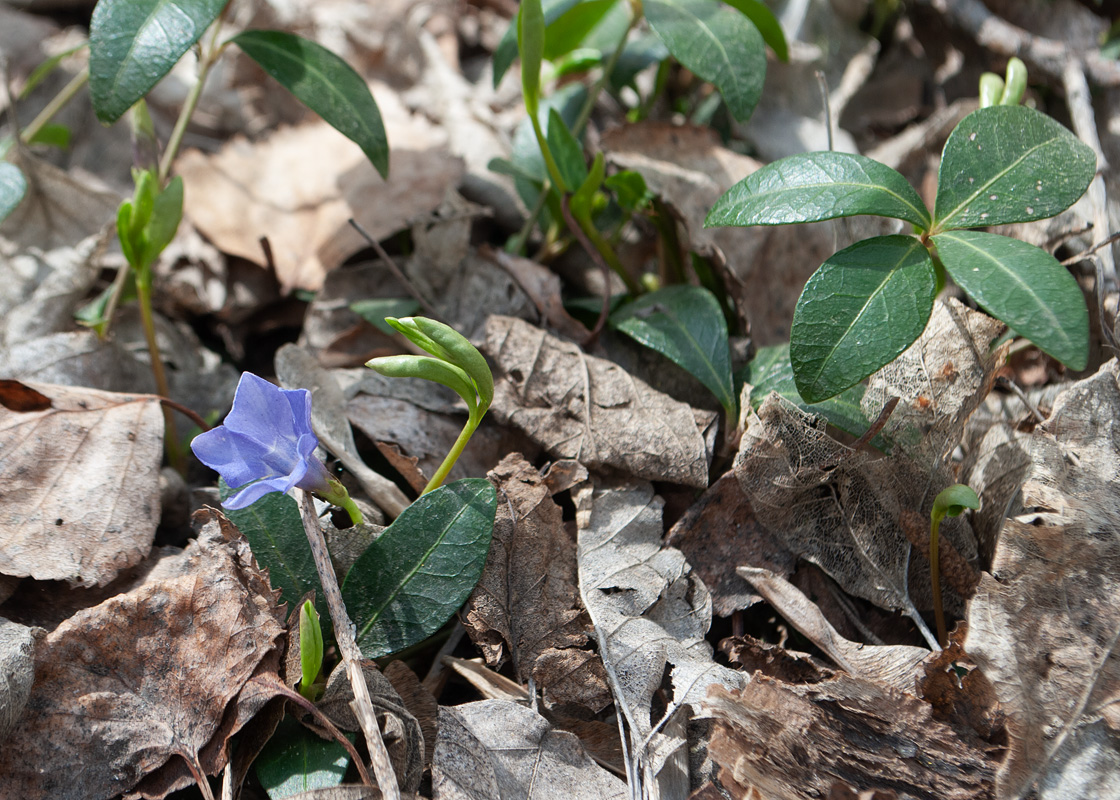 Image of Vinca minor specimen.