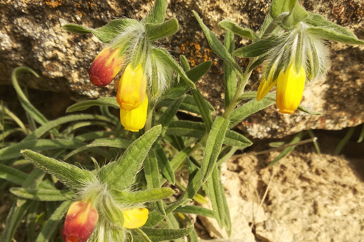 Изображение особи Onosma dichroantha.