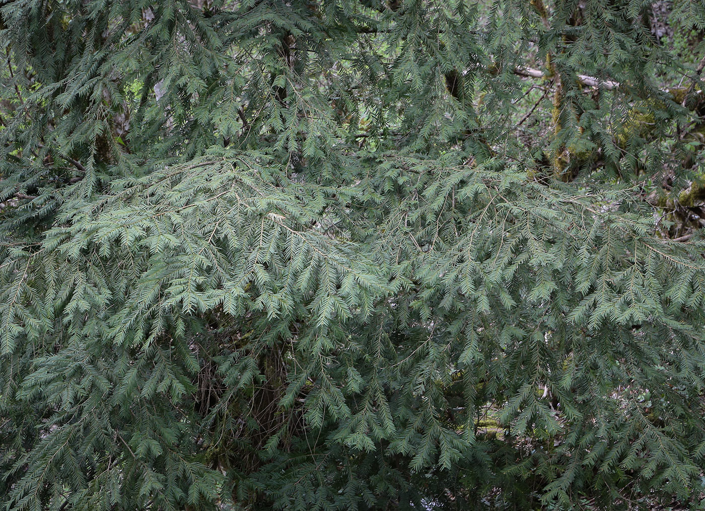 Image of Abies nordmanniana specimen.