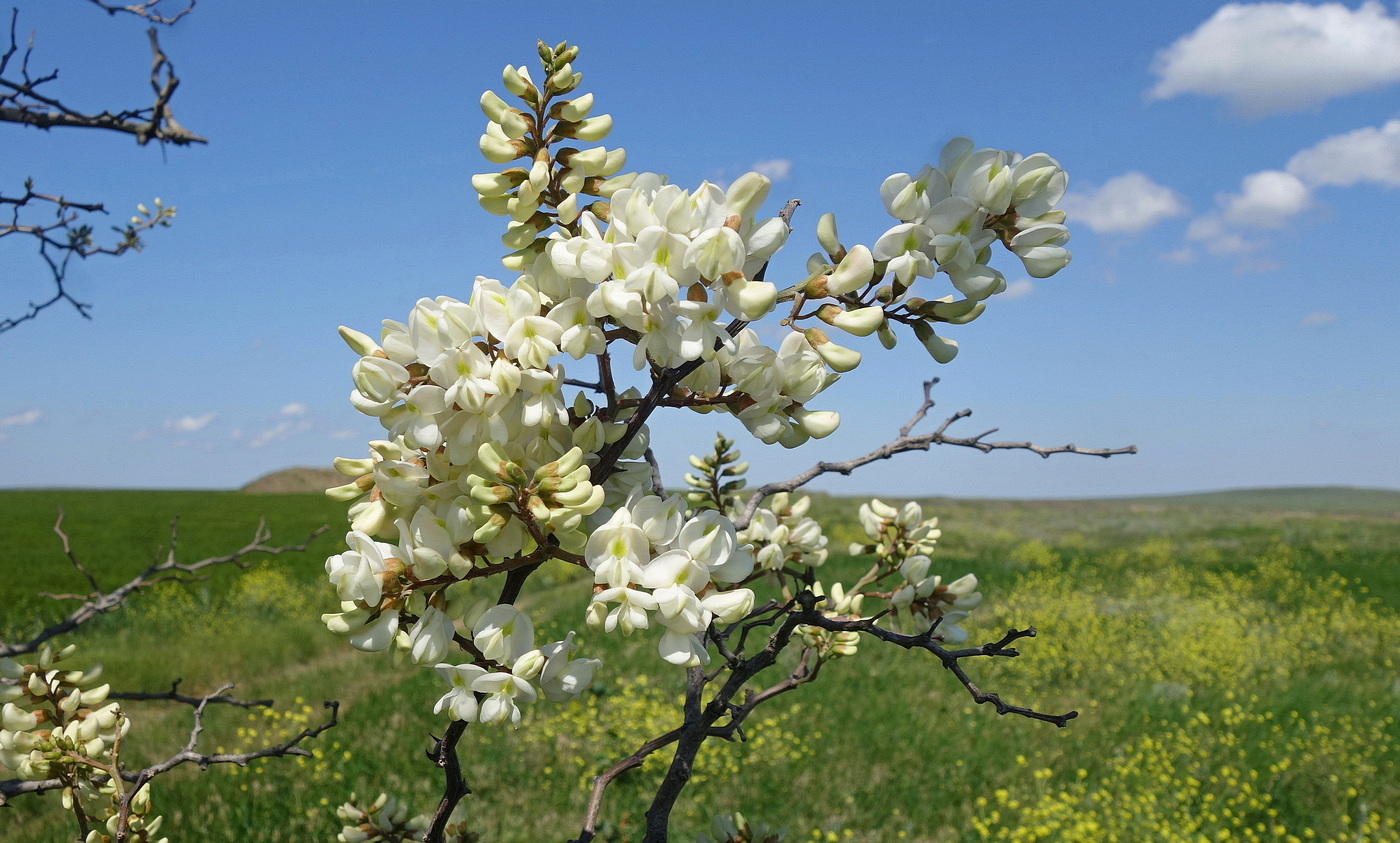 Image of genus Robinia specimen.