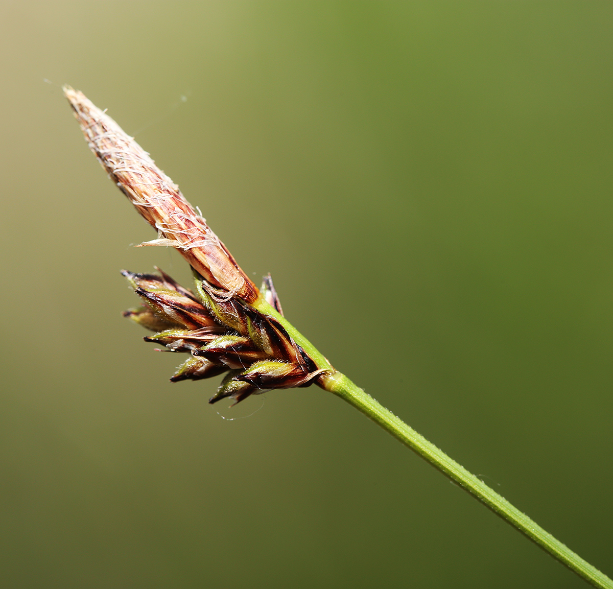 Image of Carex ulobasis specimen.