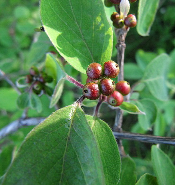 Image of Lonicera xylosteum specimen.