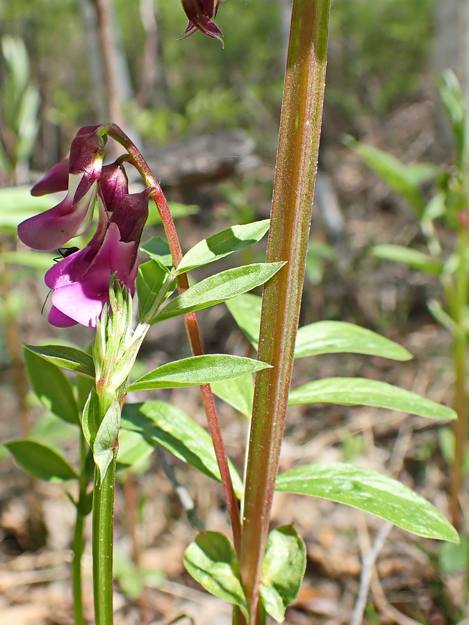 Изображение особи Lathyrus komarovii.