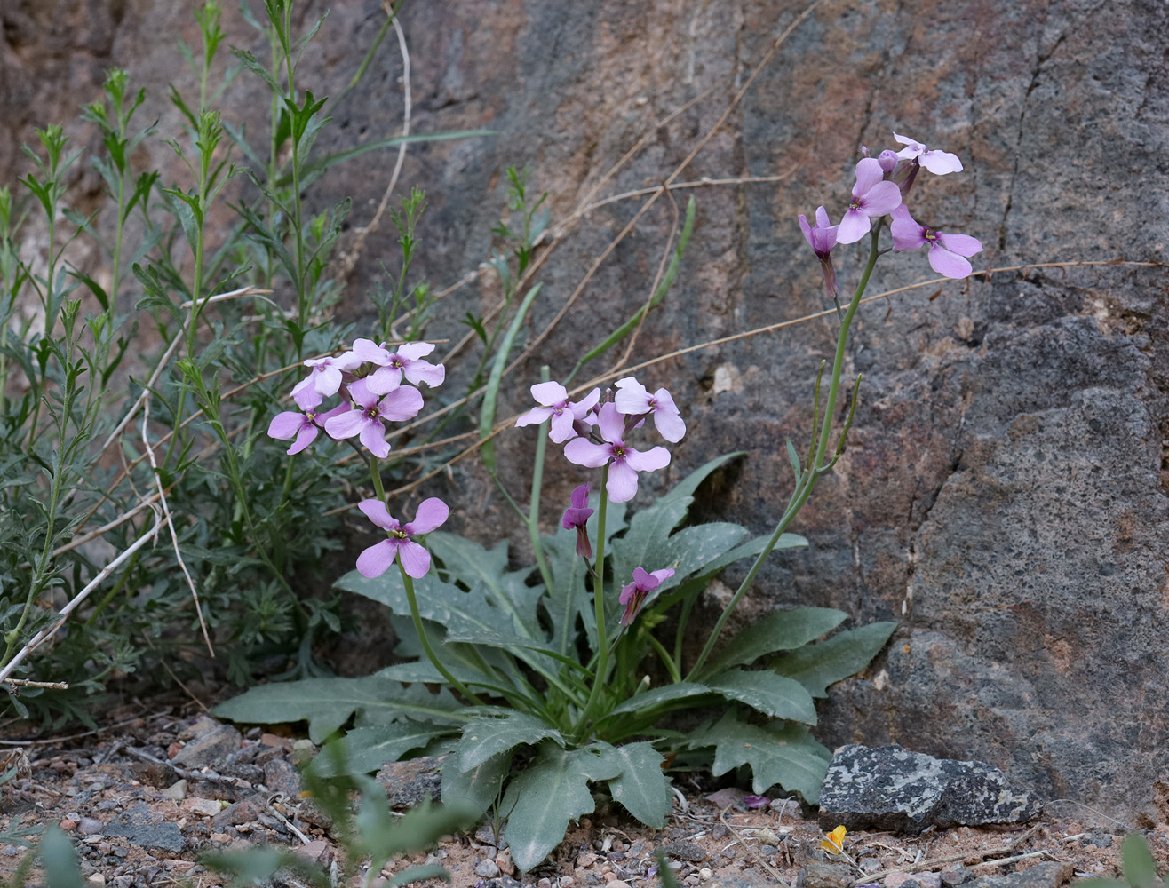 Image of Leiospora beketovii specimen.