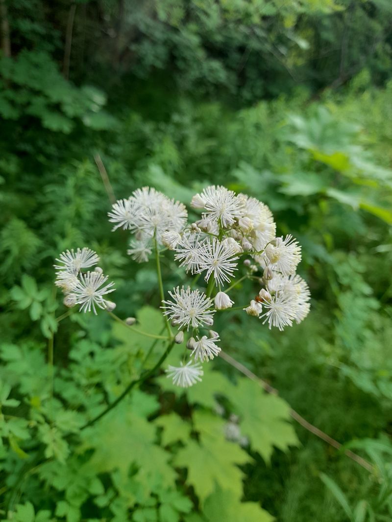 Image of Thalictrum aquilegiifolium specimen.