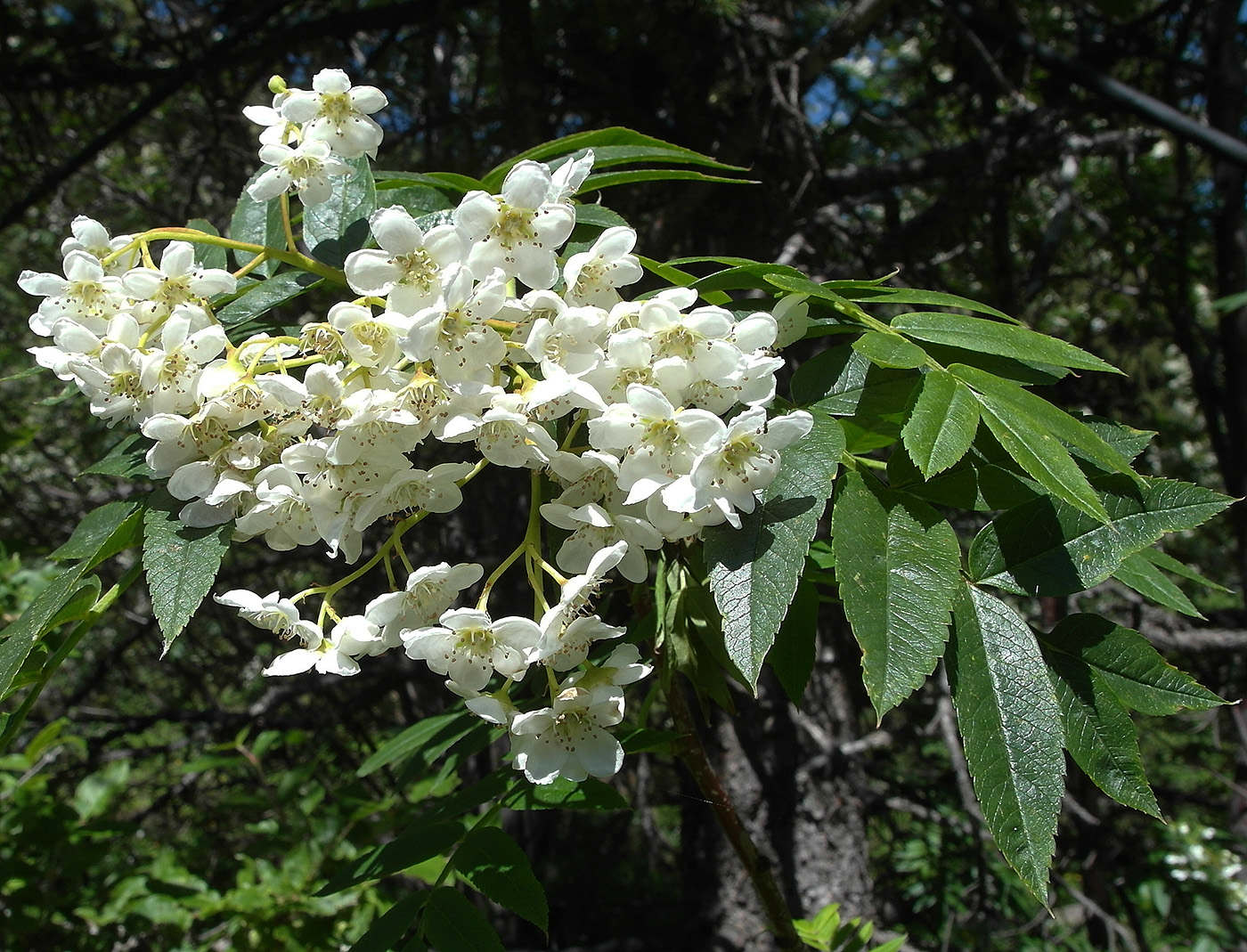 Image of Sorbus tianschanica specimen.