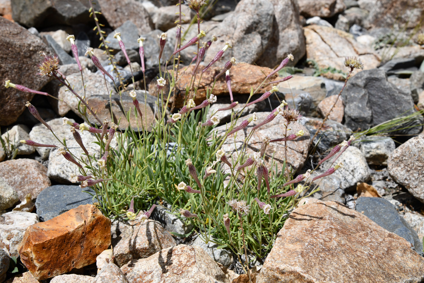 Image of Silene guntensis specimen.