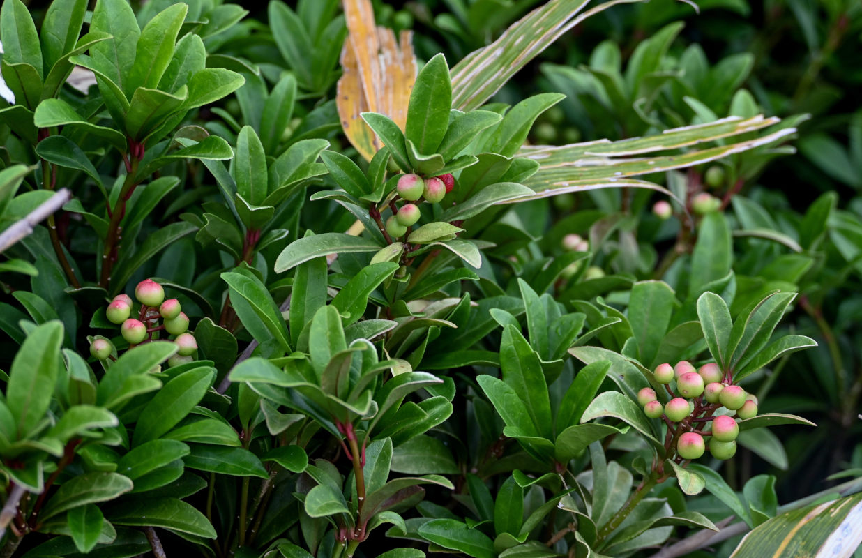 Изображение особи Skimmia repens.