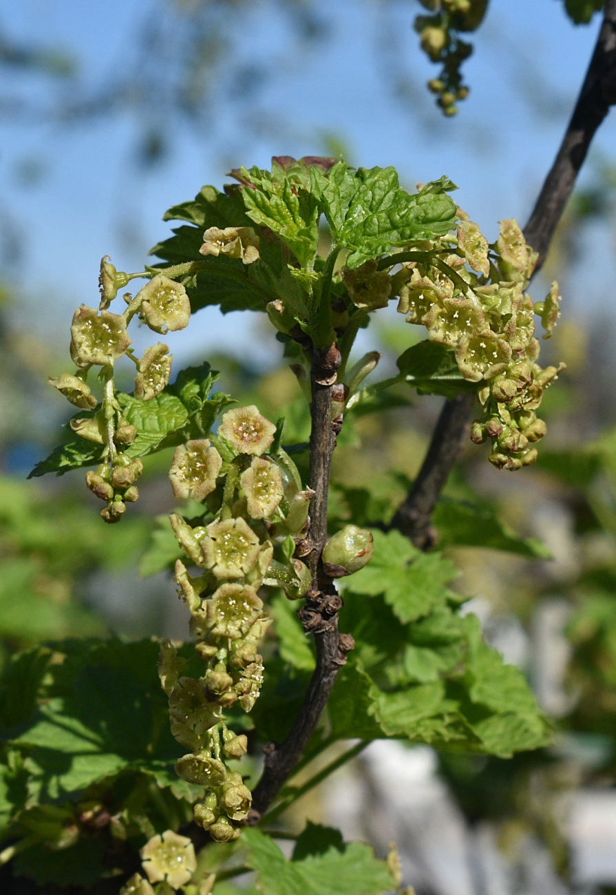 Изображение особи Ribes rubrum.