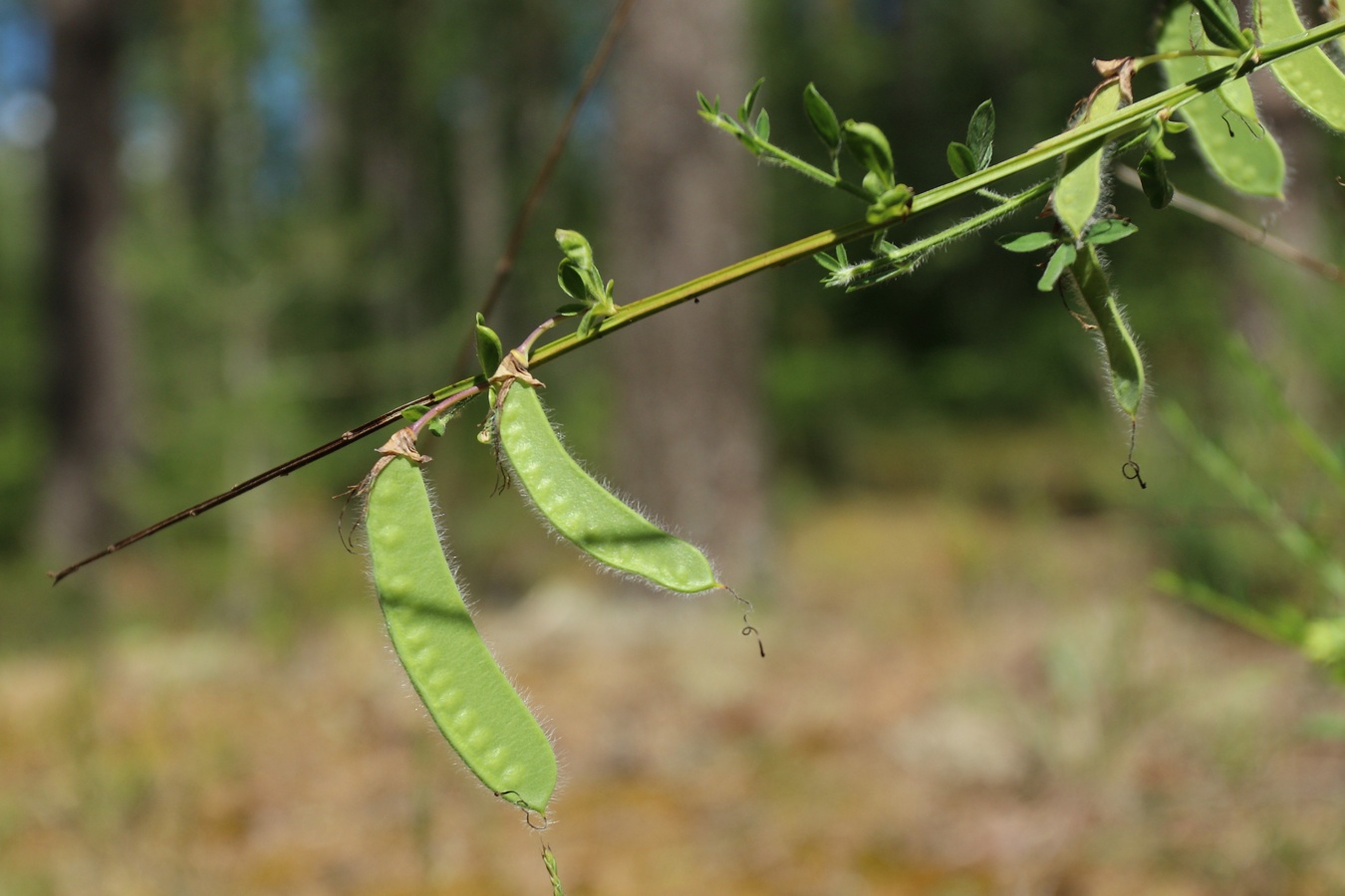 Image of Sarothamnus scoparius specimen.