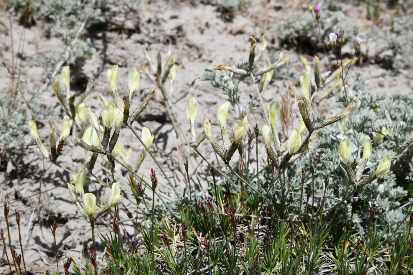 Изображение особи род Astragalus.