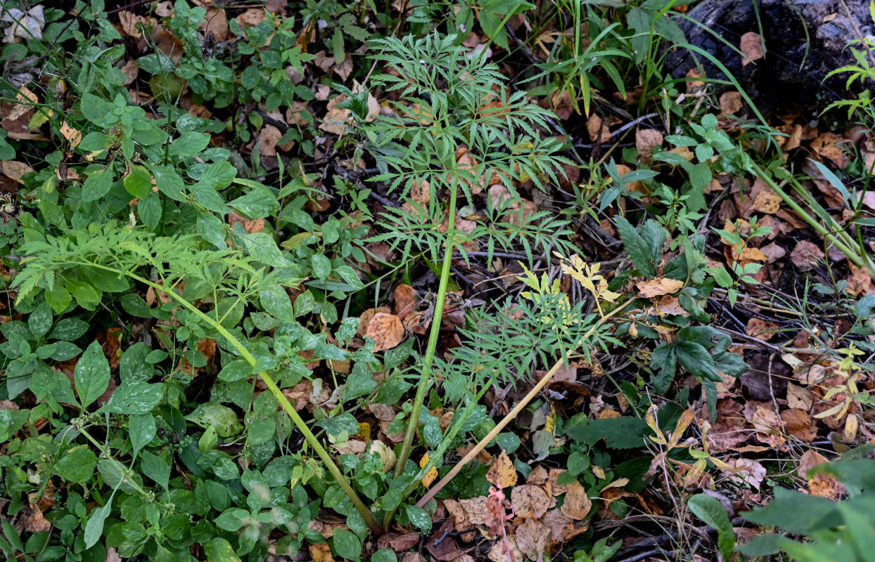 Image of Cicuta virosa specimen.