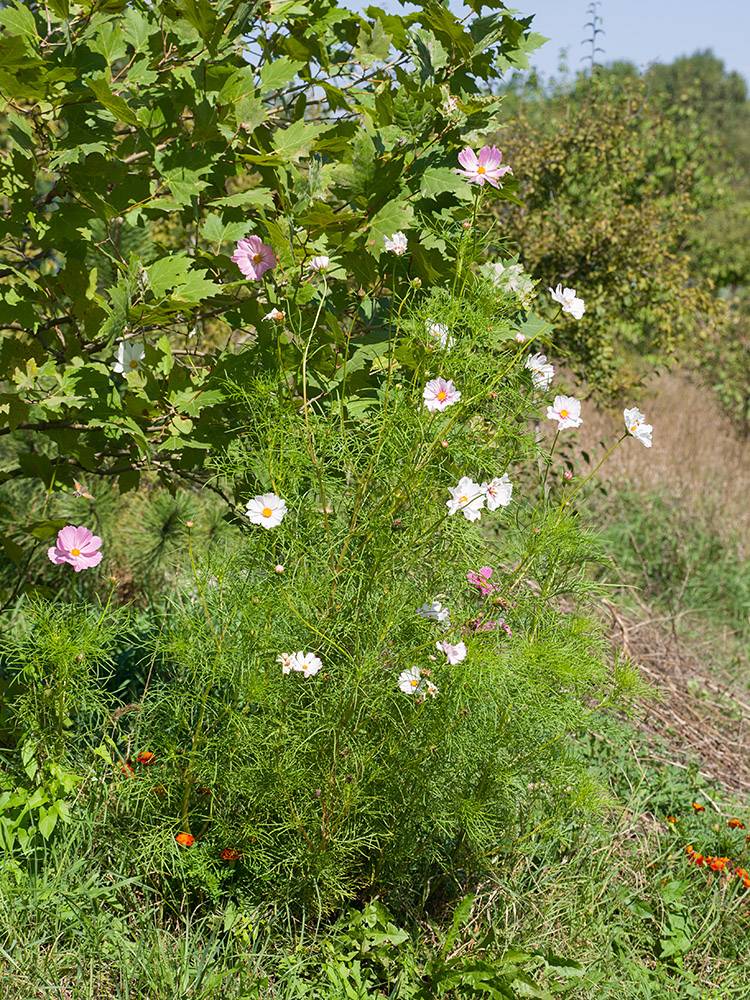 Image of Cosmos bipinnatus specimen.