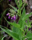 Symphytum officinale. Часть побега с соцветием. Московская обл., г. Железнодорожный, берег Саввинского пруда, окраина ивняка. 16.06.2024.