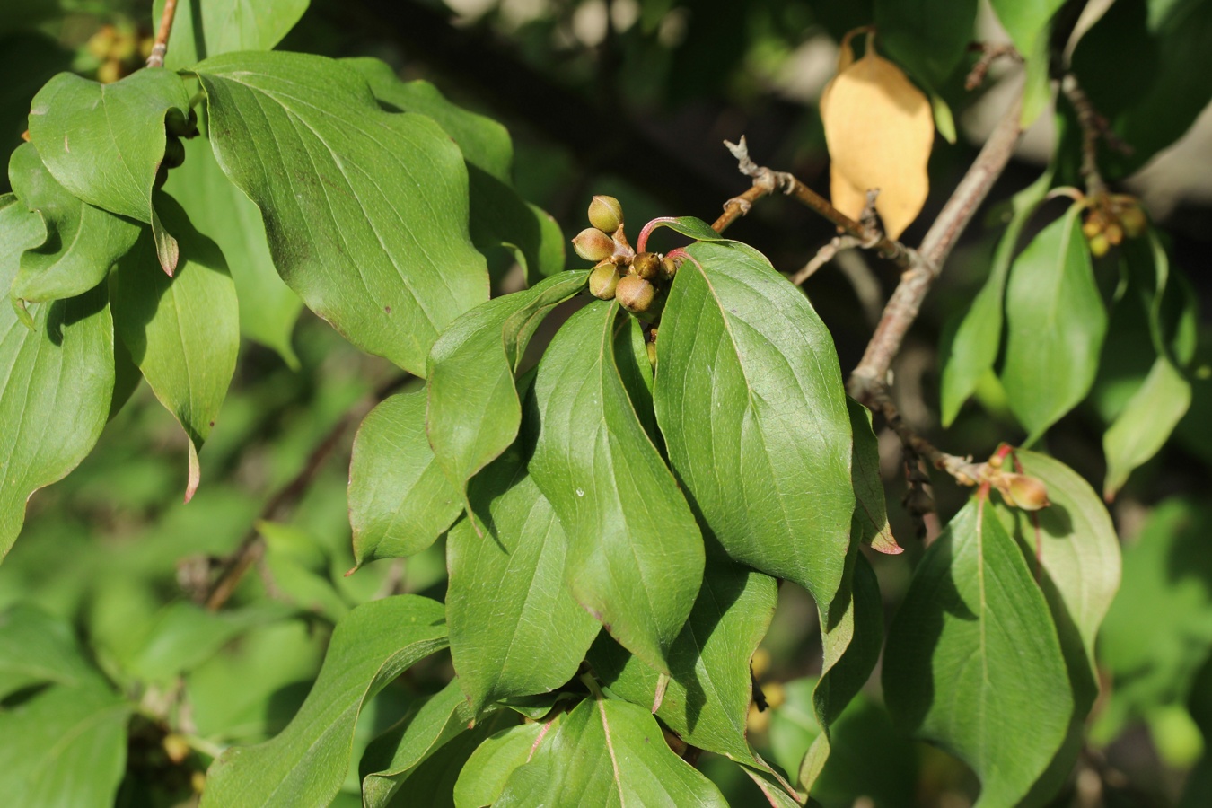 Изображение особи Cornus mas.