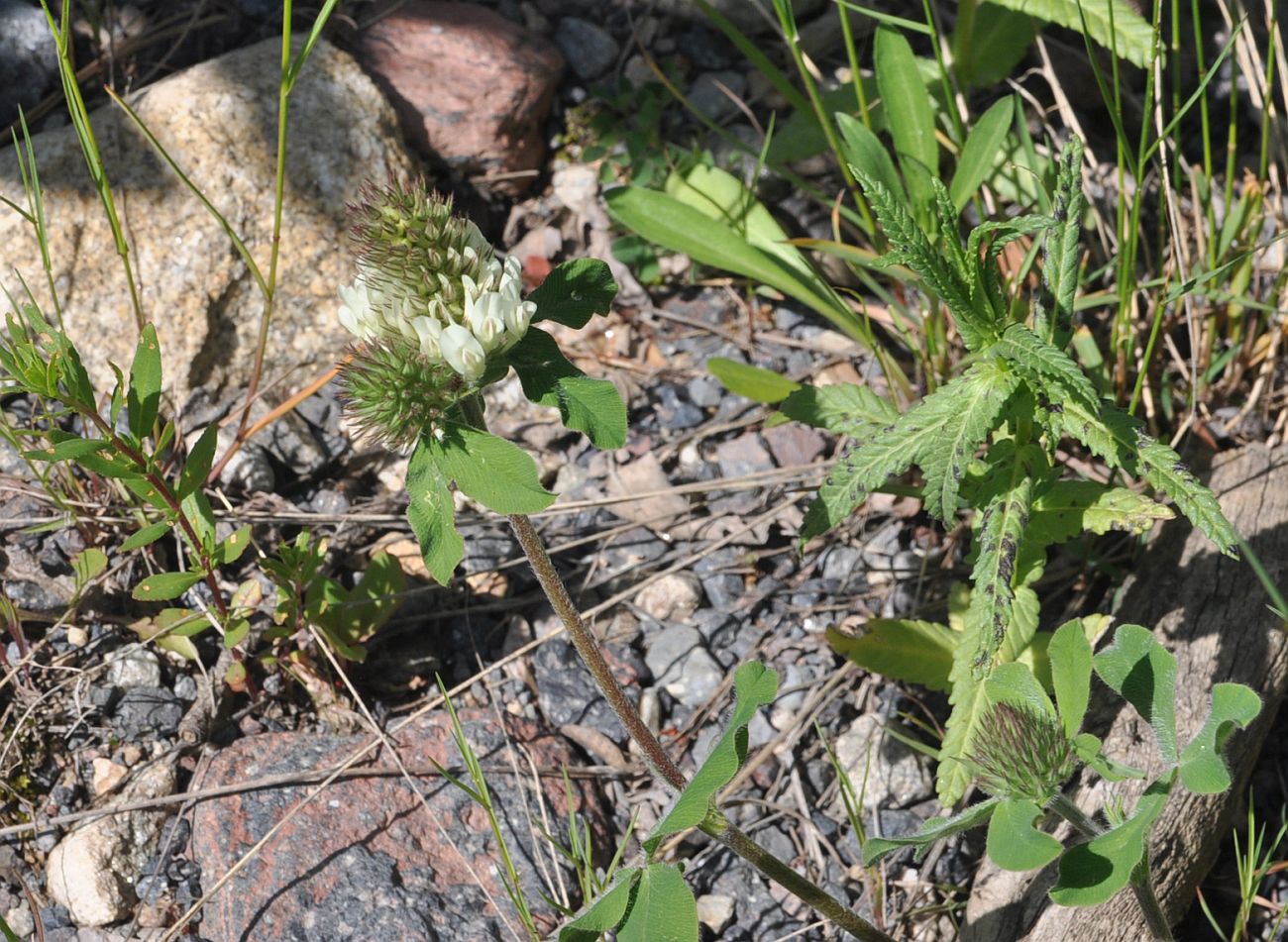 Изображение особи семейство Fabaceae.