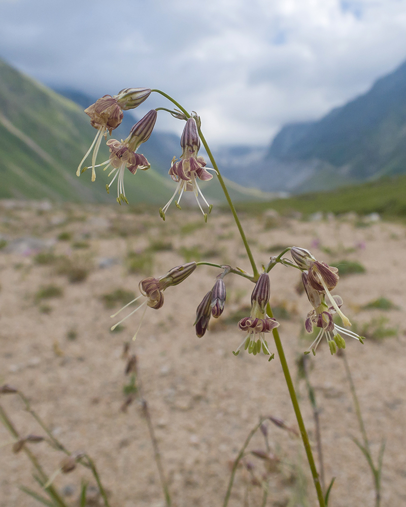 Image of Silene saxatilis specimen.