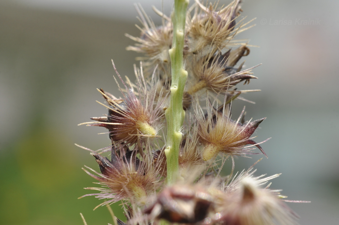 Image of Cenchrus echinatus specimen.