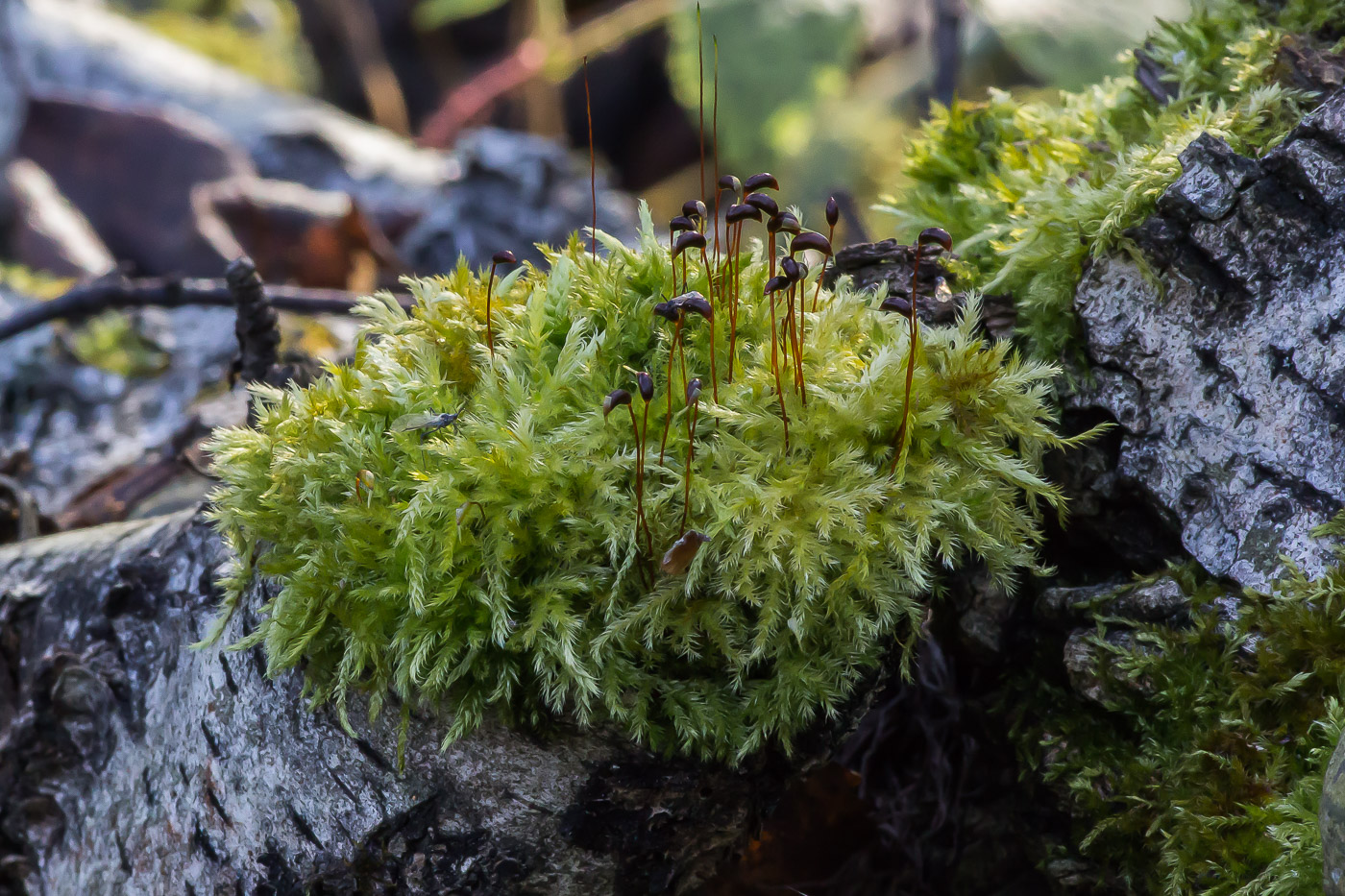 Image of familia Brachytheciaceae specimen.