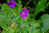 Geranium palustre. Цветок. Московская обл., Волоколамский гор. округ, дол. р. Каменка, смешанный лес. 17.08.2024.