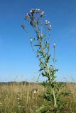 Cirsium arvense. Верхушка плодоносящего растения. Беларусь, Витебская обл., окр. пос. Езерище, выкашиваемый суходольный луг. 14.07.2024.