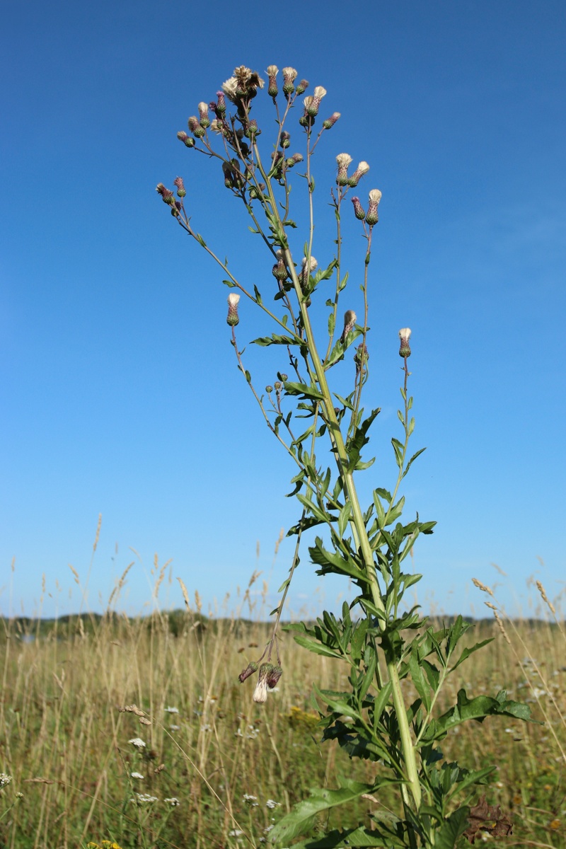 Изображение особи Cirsium arvense.