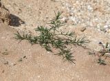 genus Salsola