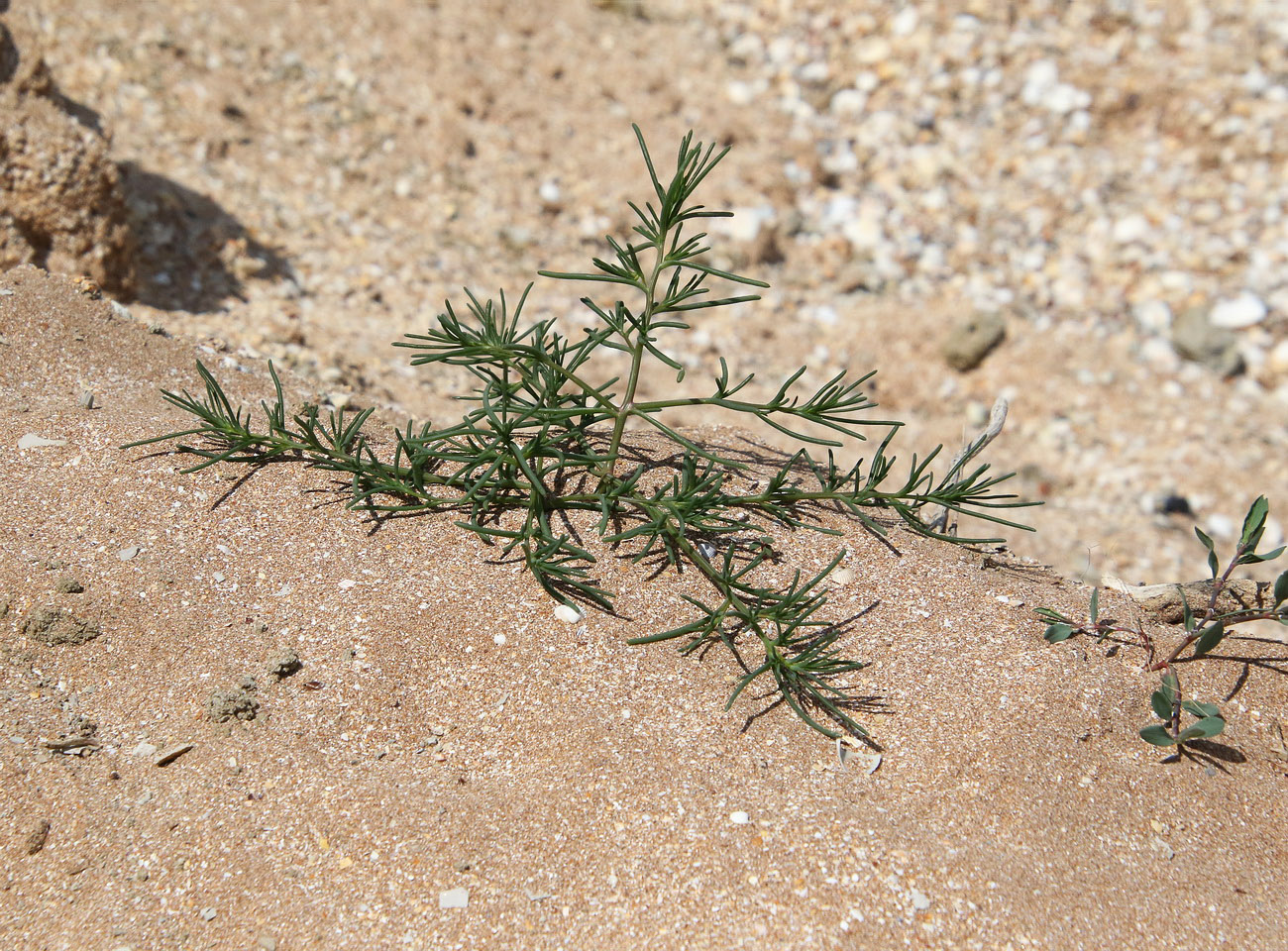 Image of genus Salsola specimen.